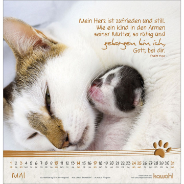 Kalender-Katzen-Tatzen 2026 Kalender-Katzen-Tatzen 2026