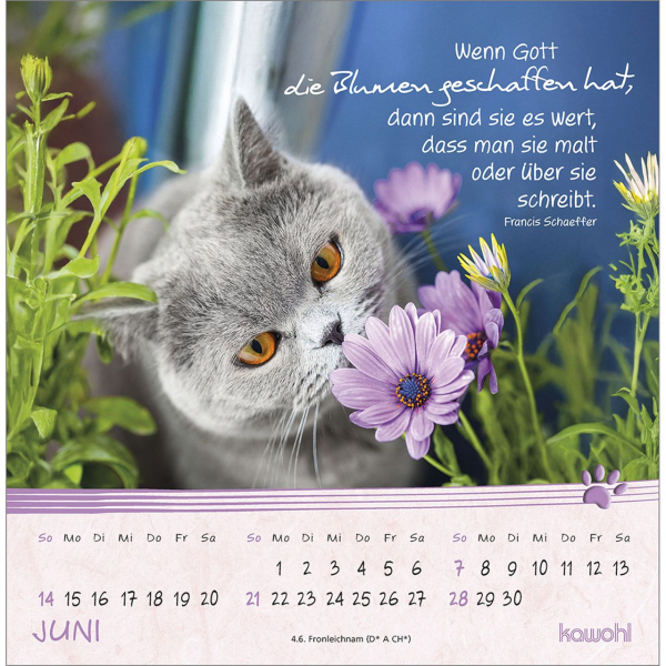 Kalender-Kleine Katzen-Tatzen 2026